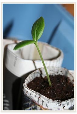 plant grown from a homemade grow light