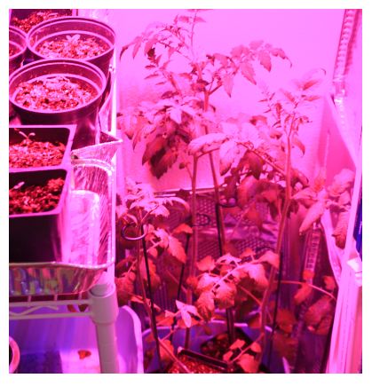 my plants are doing great my plants are doing great