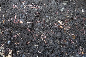 worm compost